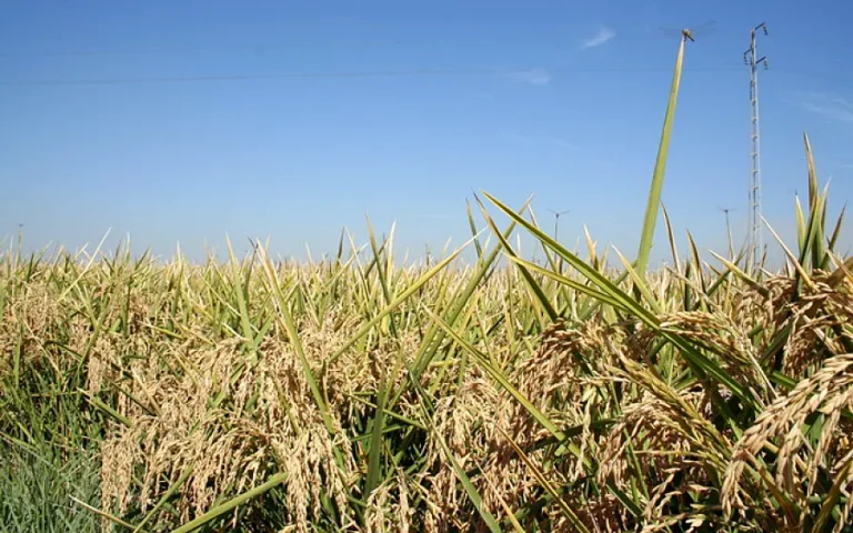 Foto ASAJA exige a España que rechace la ratificación de la opción planteada por Bruselas para evitar la competencia desleal al arroz europeo, puesto que ni de lejos palía el problema