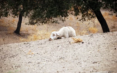 Foto ASAJA exige medidas urgentes para paliar los graves daños de la lengua azul