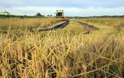 Foto ASAJA pide que la cláusula automática de salvaguardia del arroz no se convierta en un mecanismo inaccesible