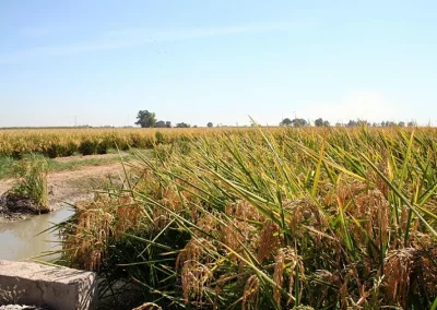 Foto ASAJA valora el acuerdo UE-India y destaca que la presión del campo europeo ha logrado proteger los productos sensibles