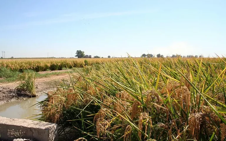 Foto ASAJA valora el acuerdo UE-India y destaca que la presión del campo europeo ha logrado proteger los productos sensibles