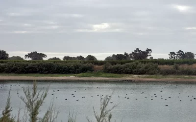 Foto Abierto el plazo para solicitar las ayudas dirigidas a la renaturalización y restauración ecológica en el ámbito agrario y forestal de Doñana