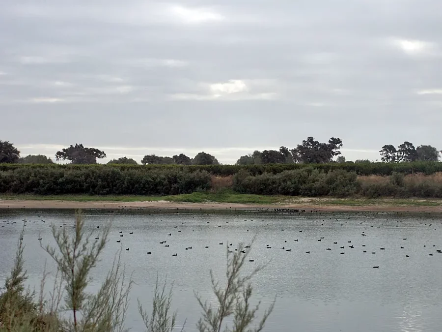 Abierto el plazo para solicitar las ayudas dirigidas a la renaturalización y restauración ecológica en el ámbito agrario y forestal de Doñana
