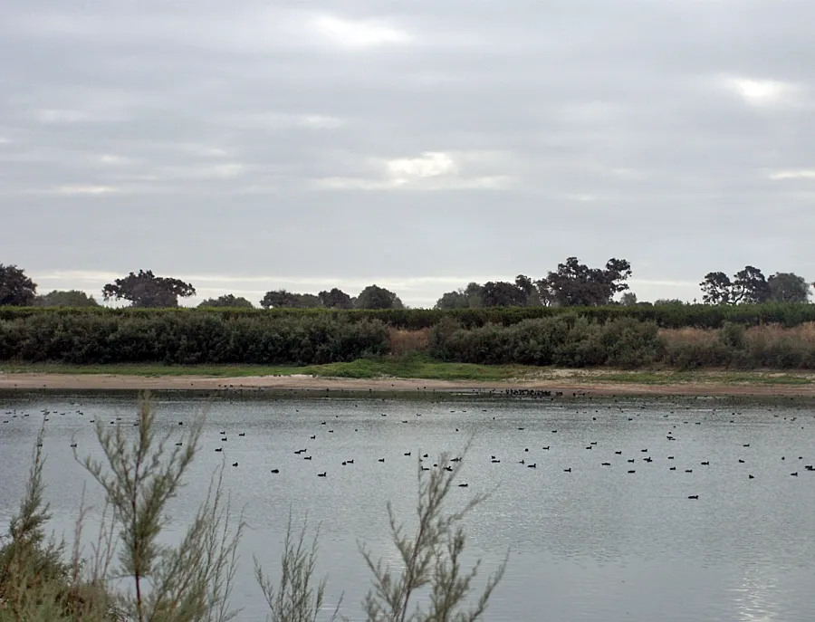 Foto Abierto el plazo para solicitar las ayudas dirigidas a la renaturalización y restauración ecológica en el ámbito agrario y forestal de Doñana