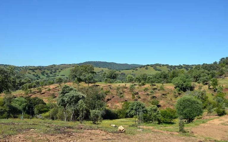 foto La Consejería de Agricultura, Pesca, Agua y Desarrollo Rural de la Junta de Andalucía ha publicado hoy en el BOJA una Orden por la que se amplía el plazo de los compromisos de las solicitudes de ayudas de la Operación 10.1.14 Enmienda caliza del suelo para prevención y control de la podredumbre radical en formaciones adehesadas. Esta ampliación del plazo se produce como respuesta a la petición de ASAJA-Sevilla, basada en las dificultades de nuestro sector para conseguir el abastecimiento de estas enmiendas calizas, y en el hecho de que, al publicarse la resolución de concesión definitiva de estas ayudas el pasado 30 de septiembre, los solicitantes no tenían seguridad de si iban a resultar beneficiarios o no de la misma. Finalmente, en la Orden publicada hoy por la de Consejería de Agricultura: - Se amplía hasta el 10 de noviembre de 2025, la fecha para la incorporación de sulfato cálcico (yeso agrícola), carbonato cálcico o carbonato cálcico-magnésico (dolomita) en la superficie de formación adehesada donde se realiza el compromiso ambiental. - Se amplía hasta el 10 de noviembre de 2025, la fecha de expedición de las facturas de compra que se presenten. - Se amplía hasta el 14 de noviembre de 2025, la fecha para la presentación de las facturas de la compra, así como copia del registro documental con los datos referentes a los compromisos agroambientales, según normativa. Tienes más información en esta noticia que ya avanzamos en nuestra web: Nueva ayuda agroambiental: Enmienda caliza del suelo para prevención y control de la podredumbre radical en formaciones adehesadas