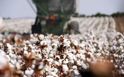 Foto Andalucía prevé una producción de 131.442 toneladas de algodón en la próxima campaña