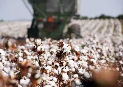Foto Andalucía prevé una producción de 131.442 toneladas de algodón en la próxima campaña
