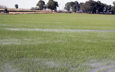 Foto ¿Cómo controlar la pudenta en el cultivo de arroz?