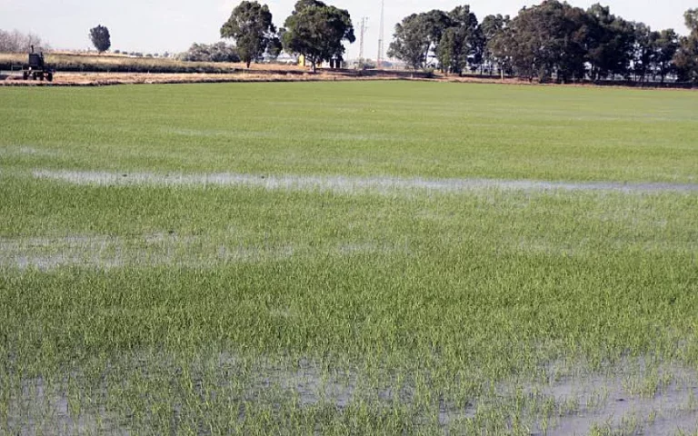 Foto ¿Cómo controlar la pudenta en el cultivo de arroz?