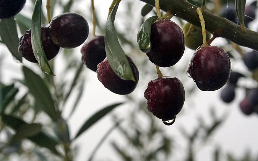 Foto ¿Cómo está sentando este otoño tan suave a los cultivos andaluces?