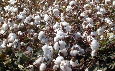 Foto Desde el próximo 5 de septiembre y hasta el 5 de octubre podrá usarse tidiazurón como defoliante en el cultivo del algodón