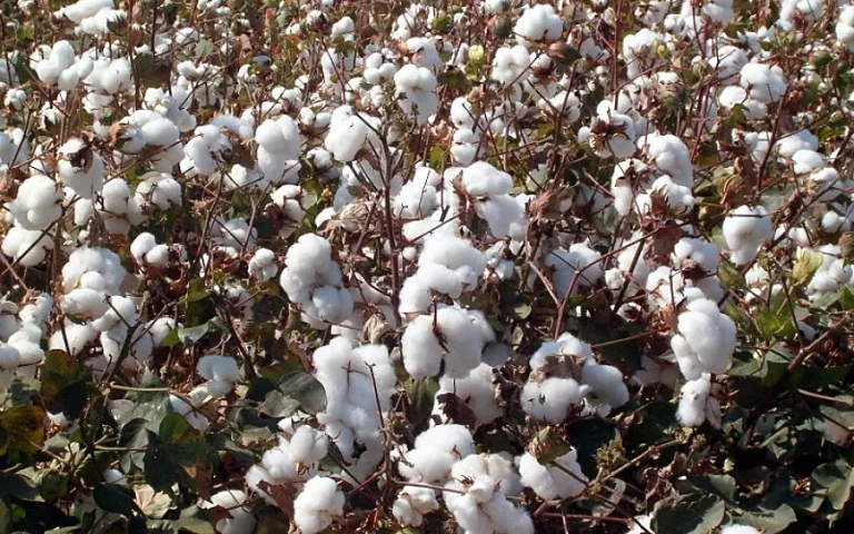 Desde el próximo 5 de septiembre y hasta el 5 de octubre podrá usarse tidiazurón como defoliante en el cultivo del algodón Foto Desde el próximo 5 de septiembre y hasta el 5 de octubre podrá usarse tidiazurón como defoliante en el cultivo del algodón