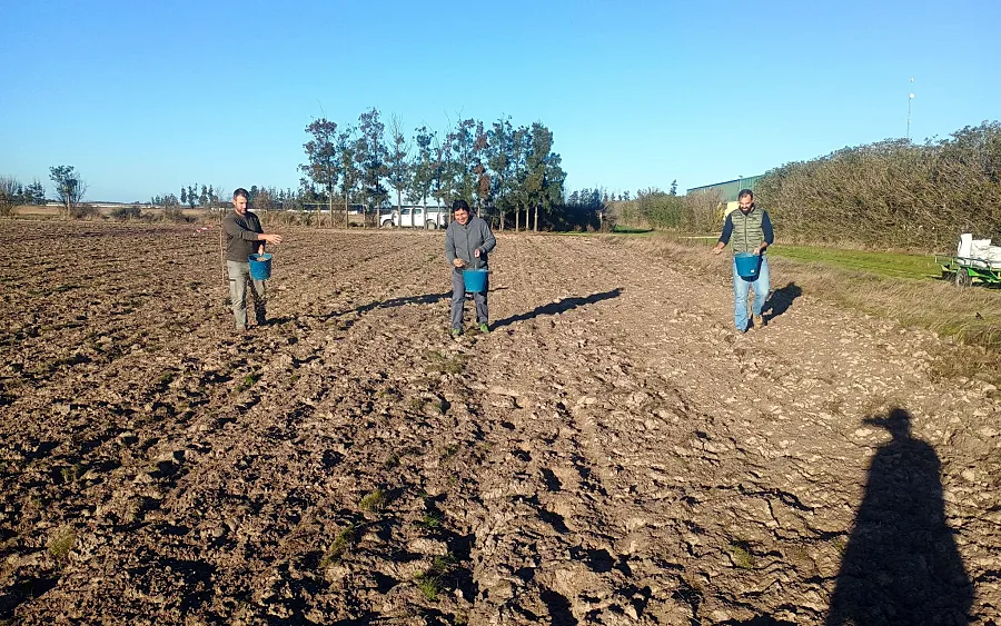 El proyecto Doñana Regenera comienza la siembra de plantas silvestres en el entorno agrícola de Doñana
