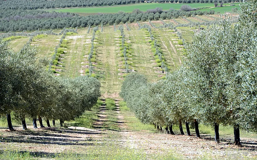 Foto El FEGA fija en 5,13% el coeficiente definitivo de incremento lineal de la ayuda básica a la renta para la sostenibilidad (ABRS) para la campaña 2024