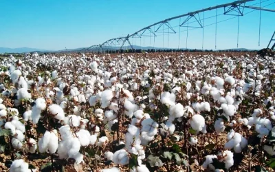 Foto El importe provisional del pago específico al algodón será de 1.241,55 €/ha para la campaña 2025
