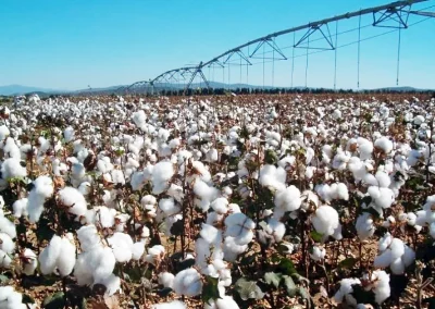 Foto El importe provisional del pago específico al algodón será de 1.241,55 €/ha para la campaña 2025