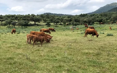 foto El valor de la producción de carne de vacuno creció un 12 % el año pasado y se situó en 4.452 millones de euros