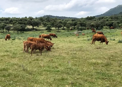 foto El valor de la producción de carne de vacuno creció un 12 % el año pasado y se situó en 4.452 millones de euros