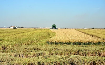 Estado de los cultivos y de la ganadería en la provincia de Sevilla del 13 al 19 de octubre Foto Estado de los cultivos y de la ganadería en la provincia de Sevilla del 13 al 19 de octubre