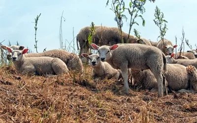 Foto Estado de los cultivos y de la ganadería en la provincia de Sevilla del 21 de julio al 31 de agosto