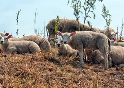 Foto Estado de los cultivos y de la ganadería en la provincia de Sevilla del 21 de julio al 31 de agosto
