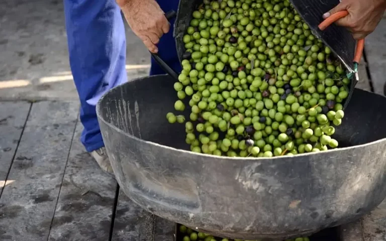 Foto Estado de los cultivos y de la ganadería en la provincia de Sevilla del 22 al 28 de septiembre