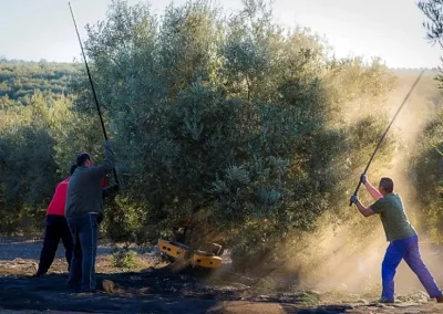 Foto Estado de los cultivos y de la ganadería en la provincia de Sevilla del 27 de octubre al 2 de noviembre
