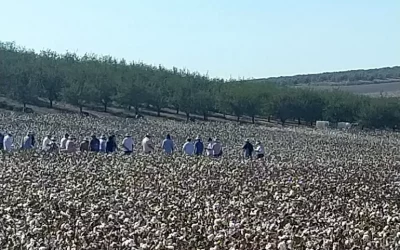 Estado de los cultivos y de la ganadería en la provincia de Sevilla del 29 de septiembre al 5 de octubre Foto Estado de los cultivos y de la ganadería en la provincia de Sevilla del 29 de septiembre al 5 de octubre