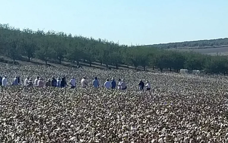 Foto Estado de los cultivos y de la ganadería en la provincia de Sevilla del 29 de septiembre al 5 de octubre