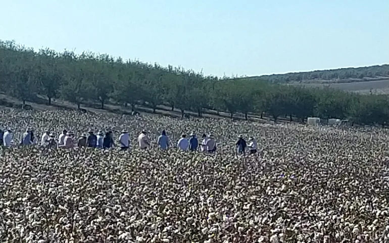 Foto Estado de los cultivos y de la ganadería en la provincia de Sevilla del 29 de septiembre al 5 de octubre