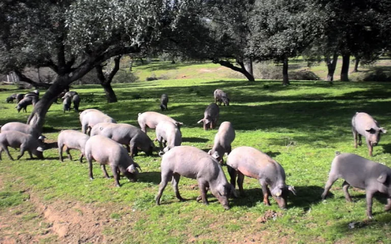Foto La Consejería de Agricultura, Pesca, Agua y Desarrollo Rural ha publicado su informe semanal sobre el estado de los cultivos en Andalucía. La situación de los cultivos en la provincia de Sevilla es la siguiente: Cereales De invierno En Sevilla, el estado fenológico de los cereales de invierno es dispar por las siembras escalonadas debido a la persistencia de las lluvias que, desde finales de octubre, han mantenido la tierra muy pesada en muchos casos y no han permitido hacer las labores en su tiempo. La mayoría de fincas ya están sembradas aunque, en algunas comarcas quedan parcelas por sembrar.Las parcelas más adelantadas se encuentran en fase de ahijamiento y las más tardías en nascencia, incluso pueden verse algunos tractores sembrando todavía aprovechando los claros. Probablemente se reduzca la superficie de cultivo de los cereales en esta campaña por esta circunstancia, sobre todo en el caso del trigo duro que es más sensible al exceso de humedad y con costes de producción más elevados. Leguminosas Las habas y guisantes se encuentran en fase de crecimiento del tallo las más tempranas, en germinación y desarrollo de hojas las siembras más tardías. Cultivos forrajeros Las mezclas de forrajeras y cereales se encuentran en fase de desarrollo de hojas, e incluso en fase de ahijamiento las más adelantadas. Tubérculos para consumo humano Se produce la maduración en la patata extratemprana, que ha comenzado su recolección en las tierras arenosas. Se producen retrasos en la siembra de la patata temprana de la Vega por exceso de humedad y pesadez de los terrenos. Cultivos industriales En estas fechas deberíamos estar hablando de la evolución de la remolacha azucarera, tras la decisión por parte de la industria de cerrar la única línea de procesado, el cultivo se puede dar por desaparecido. Pueden verse algunas parcelas de colza en germinación y desarrollo de las primeras hojitas verdaderas. Cultivos hortícolas Se recogen parcelas de coliflor y se realiza el primer corte de la espinaca para industria en la Marisma. Desarrollo de la raíz en las zanahorias tempranas mientras las siembras tardías despliegan sus primeras hojas. En los invernaderos de flor cortada, se cosecha flor china. Cítricos En Sevilla, la recolección de los cítricos se ralentiza por las lluvias. Se van rematando las naranjas Navelinas y se cortan mandarinas Clementinas, naranjas Salustianas y otras Navel con buenas calidades y buenos precios en origen. Viñedos En Sevilla, la fenología del cultivo de la viña para vino es de yema dormida, se procede a las labores de poda y, a continuación, se aplican tratamientos a base de cobre contra enfermedades criptogámicas. Olivar En Sevilla, el olivar se encuentra en estado fenológico de yema de invierno y recolección. La campaña del molino se está retrasando debido a las lluvias de los dos últimos meses, que ha dificultado la recolección y ha tirado mucha aceituna al suelo. Prosigue la campaña de recolección para almazara en las comarcas de Estepa, Sierra Norte y Sierra Sur. Se realizan podas y tratamientos en las parcelas cosechadas. Estado de la ganadería Gracias a la generosa pluviometría de este año, la campaña de la montanera está siendo buena en cuanto a cantidad y calidad de la bellota y volumen de hierba disponible. Las cotizaciones del porcino ibérico y los huevos se mantienen al alza.