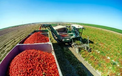 Foto Estado de los cultivos y de la ganadería en la provincia de Sevilla del 8 al 14 de septiembre