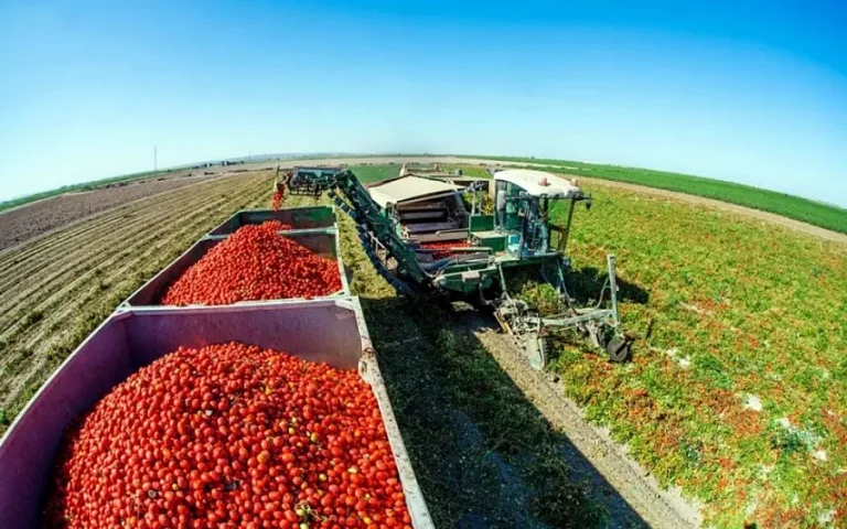 Foto Estado de los cultivos y de la ganadería en la provincia de Sevilla del 8 al 14 de septiembre