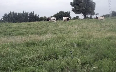 Foto Estas son las bases reguladoras para futuras ayudas a la renaturalización agraria y forestal