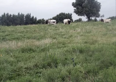 Estas son las bases reguladoras para futuras ayudas a la renaturalización agraria y forestal Foto Estas son las bases reguladoras para futuras ayudas a la renaturalización agraria y forestal