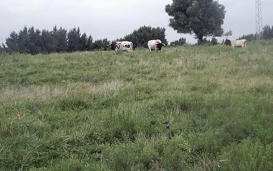 Foto Estas son las bases reguladoras para futuras ayudas a la renaturalización agraria y forestal