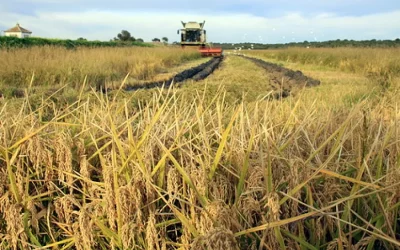 Foto Finaliza la campaña de arroz en Sevilla con preocupación por los precios y los altos costes de producción