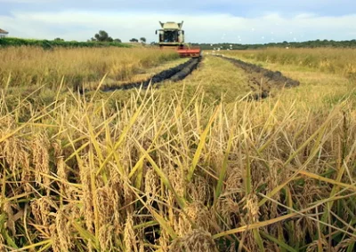Finaliza la campaña de arroz en Sevilla con preocupación por los precios y los altos costes de producción Foto Finaliza la campaña de arroz en Sevilla con preocupación por los precios y los altos costes de producción