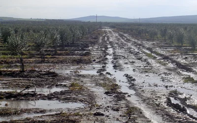 Impactos de los episodios de lluvias intensas y persistentes en el olivar y estrategias de manejo Foto Impactos de los episodios de lluvias intensas y persistentes en el olivar y estrategias de manejo