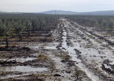 Foto Impactos de los episodios de lluvias intensas y persistentes en el olivar y estrategias de manejo