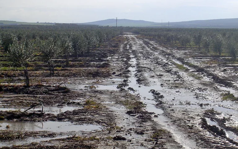 Foto Impactos de los episodios de lluvias intensas y persistentes en el olivar y estrategias de manejo