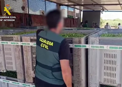 Foto La Guardia Civil intercepta 30 toneladas de aceitunas de mesa en el Aljarafe sevillano