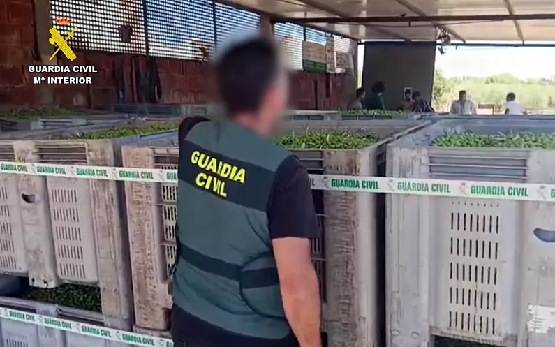 Foto La Guardia Civil intercepta 30 toneladas de aceitunas de mesa en el Aljarafe sevillano
