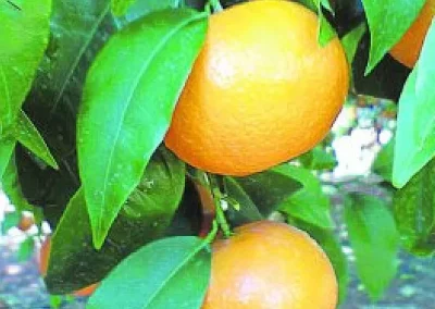 Foto La Organización Interprofesional de la Naranja y la Mandarina de Andalucía cuenta ya con identidad propia