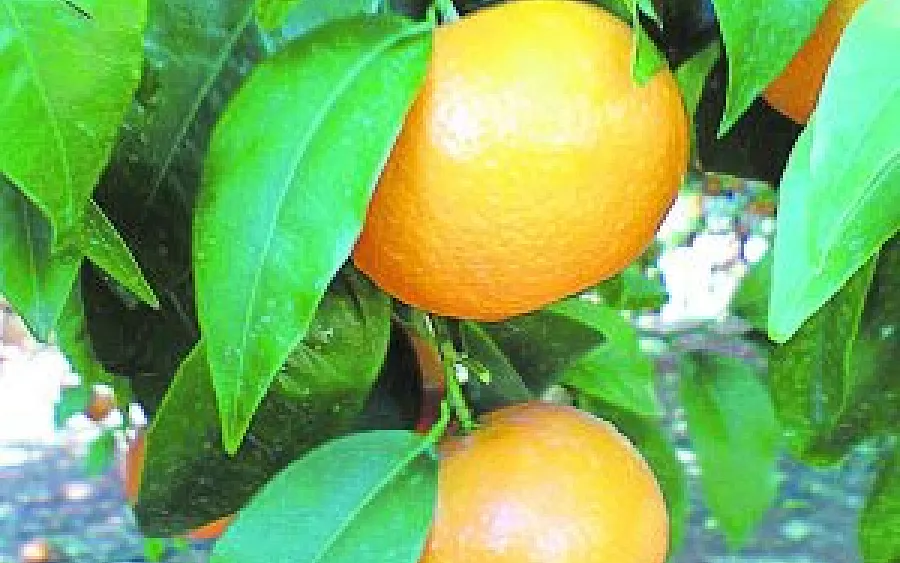 Foto La Organización Interprofesional de la Naranja y la Mandarina de Andalucía cuenta ya con identidad propia