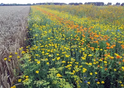 Foto noticia La Red PAC impulsa en Carmona la adopción de buenas prácticas de biodiversidad en tierras agrícolas andaluzas