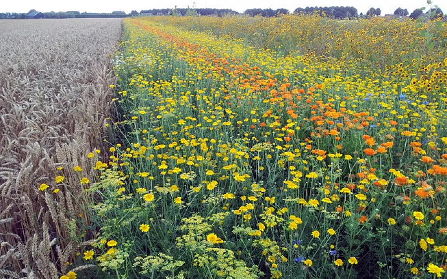 Foto noticia La Red PAC impulsa en Carmona la adopción de buenas prácticas de biodiversidad en tierras agrícolas andaluzas