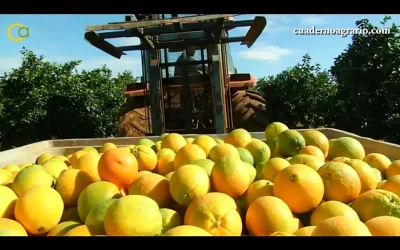 Foto aforo,Citricos,naranjalimon,Asaja,Consejería de Agricultura,lluvia,temperatura,mandarina,producción,superficie,
