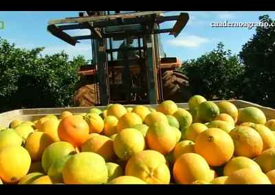 Foto aforo,Citricos,naranjalimon,Asaja,Consejería de Agricultura,lluvia,temperatura,mandarina,producción,superficie,
