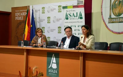 Foto La falta de lluvia retrasa la campaña de recolección y rebaja las previsiones finales de producción de aceituna de mesa a 495.000 toneladas